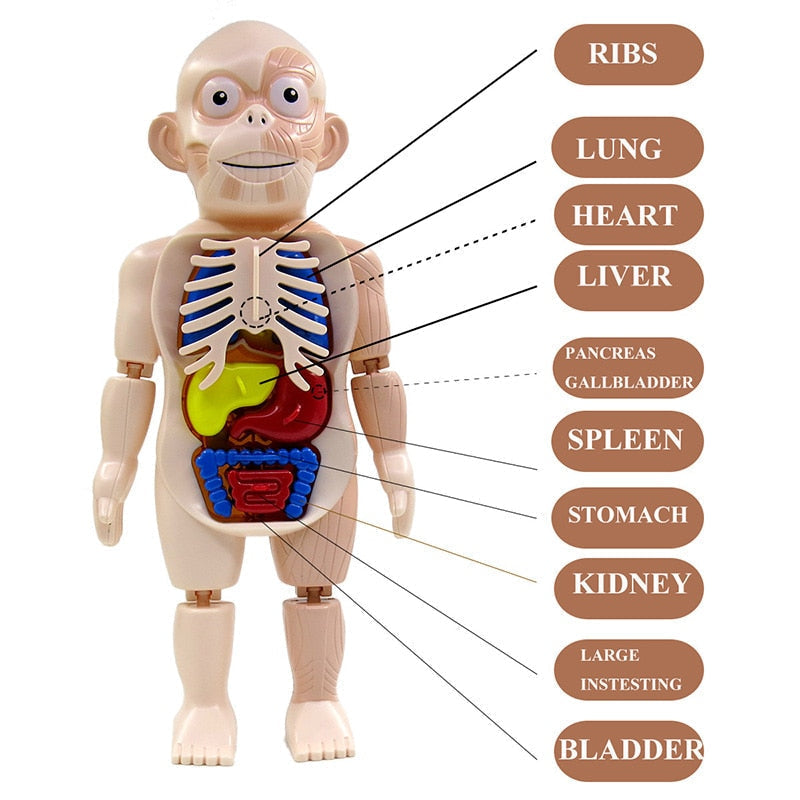 Brinquedo Educacional Corpo Humano